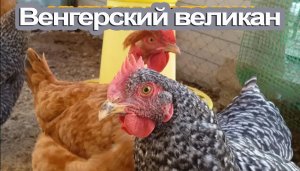 Венгерский_великан , французский бройлер достоинства и недостатки