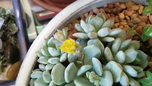 Beautiful blooms. смотреть онлайн