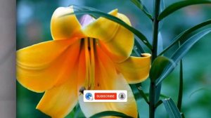 БОЖЕСТВЕННАЯ КРАСОТА ЦВЕТОВ и МУЗЫКИ... Для Вас с любовью!!! Сергею Чекалину