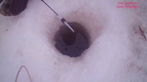 Ротаны 14 января 2023