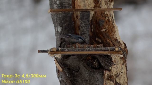 Видеотест nikon d5100 + Таир-3с 300мм/4,5 смотреть онлайн