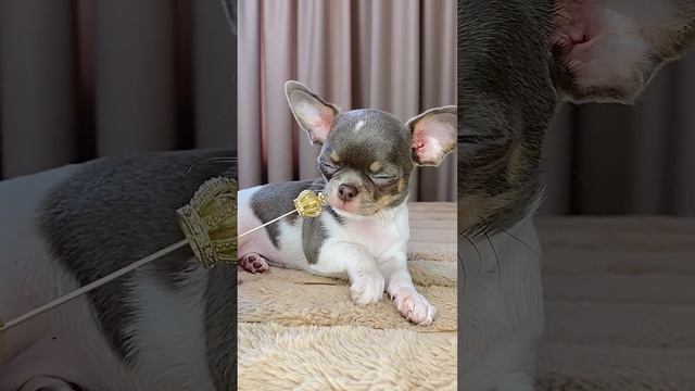 Лиловая малышка Чихуахуа. Курносая. Кобби тип. #щенкичихуахуа #chihuahua #чихуахуа