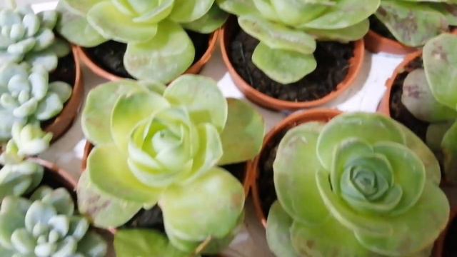 BU HAFTA SATIŞA EKLENCEK ÇİÇEKLERİMİZİN TANITIM VİDEOSU смотреть онлайн