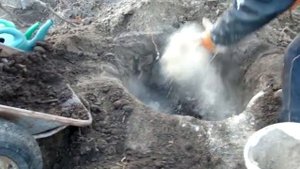 Посадка саженца винограда осенью и его укрытие. #саженцывинограда