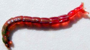 Как сделать чтобы мотыль не слипался и его было удобнее насаживать на крючок.