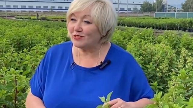 ВАНИЛА ФРАЙЗ, СТРОББЕРИ БЛОССОМ, ФРАЙЗ МЕЛЬБА