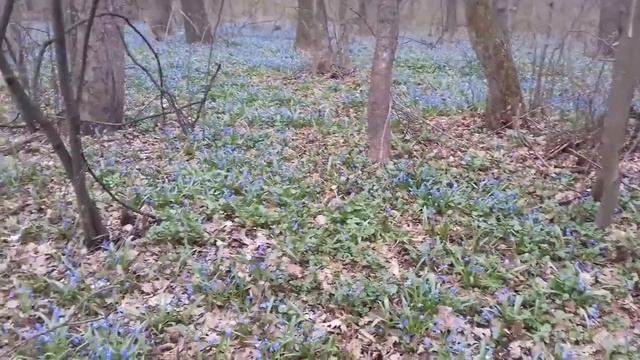 Смотреть и слушать перед сном смотреть онлайн