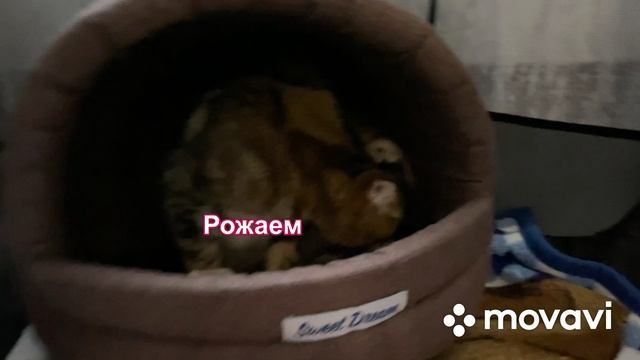 Роды кошки ! смотреть онлайн