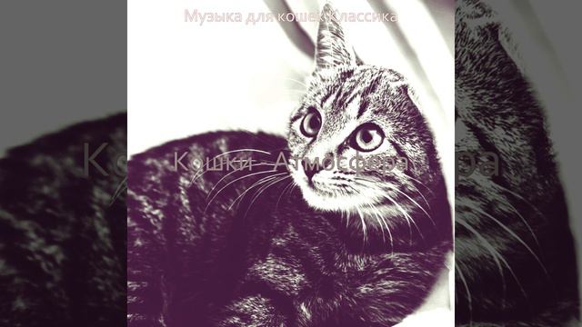 Музыка (Расслабляющие кошки) смотреть онлайн