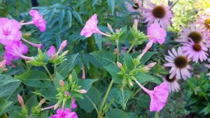 Four o'clock flower....Mirabilis  jalapa...#mirabilis #fouro'clock #pinkflowers @tanbinhashem8005