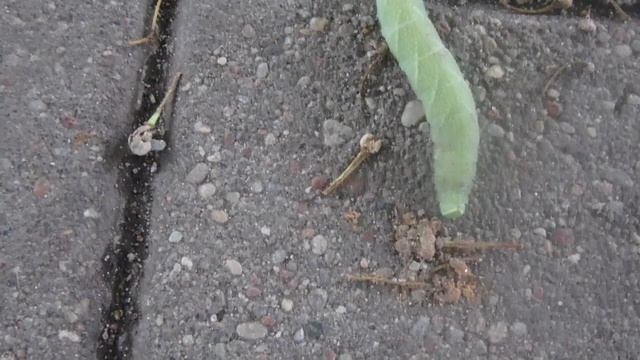 гусеница бражника