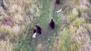 На Камчатке пропал хаски. Хозяин с МЧС начали искать его с помощью дрона и нашли....
Но есть нюанс.