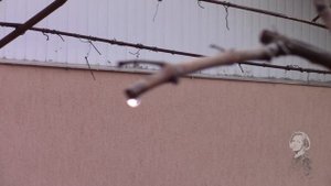 ВИНОГРАД ТРИОСТРЁННЫЙ  ВИЧА  ОТЛИЧИЕ ОТ ВИНОГРАДА ДЕВИЧЬЕГО ВЕСНОЙ