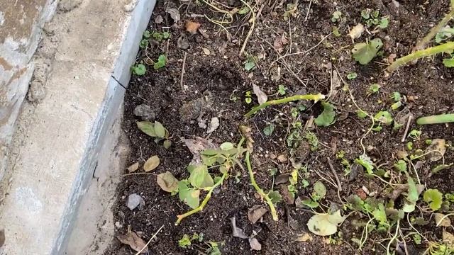 Цветник с розами, обрезка роз и мульчирование щепой! смотреть онлайн