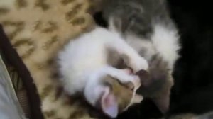 Котятам 2 месяца