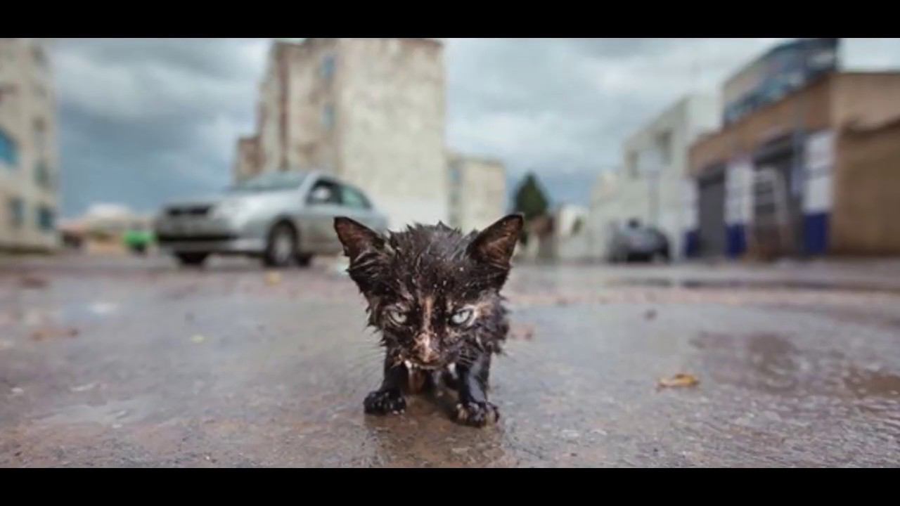 Стих "Бездомный котенок"