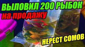 Выловил 200 рыбок на продажу! Нерест золотистых сомиков и данио!