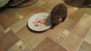 ежик дома