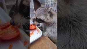 котики-енотики #ямыилюша #помощьбездомнымживотным #raccoon #reels #енотики