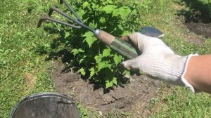 приствольные круги , кромка газона .