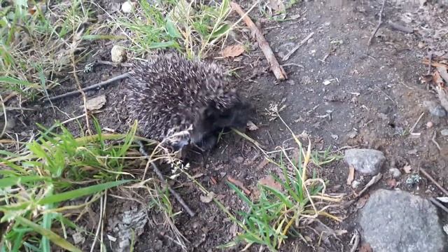 Маленький ёжик кушает