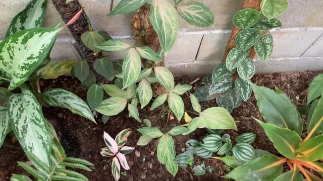 Syngonium Pink Splash | เงินไหลมาด่างชมพู смотреть онлайн