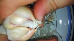 ? ASMR Чикотим Ушки Чистим Чесночёк ?Will Chikoti Ears Peel Garlic 将Chikoti耳朵剥大蒜