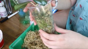 Как укоренить хойю / черенки хойи