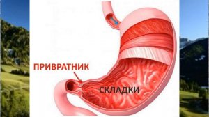 Желудочно пищеводный рефлюкс. Кашель при рефлюксе, симптомы, отзывы