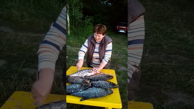 Чудная рыбалочка! 6 здоровенных лещей! Супруга не устает чистить рыбу на природе.