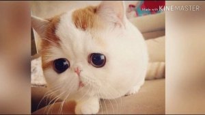 Песня про котиков. Котики котики котики мур мур!