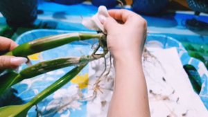 🌸#Pot in# Bc.Duh's 'White'Peppa Pig'🐖🌸粉紅豬上盆