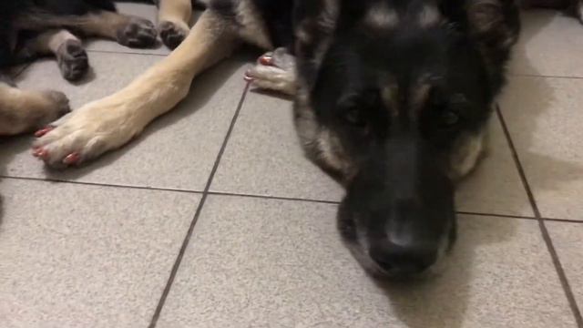 Восточноевропейская овчарка щенкам  45 дней от пары Капитан Блад  Моншер Вирсаль Рандеву