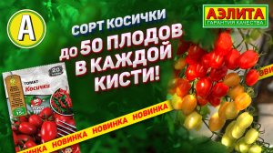 Новый урожайный сорт черри - отличный выбор для маринования и засолки!