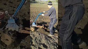 Посадка картофеля кротом