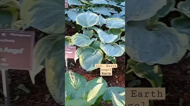 111. earth angel хоста hosta #хоста #hosta #купитьхосту #earth #angel #earthangel