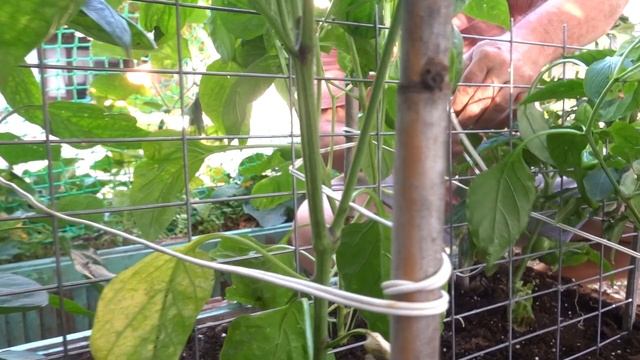 Котёнку дали имя / Наш огород / Застолье с гостями отеля / День Любителей Крита смотреть онлайн