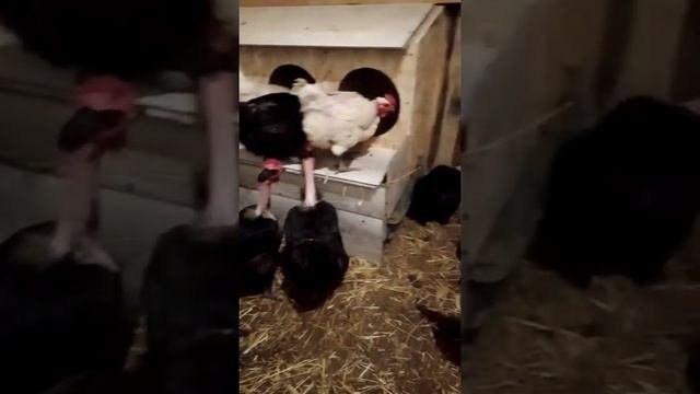 Гнёзда с яйцесборником для голошеек