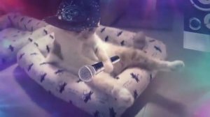 Клип про одинокого кота