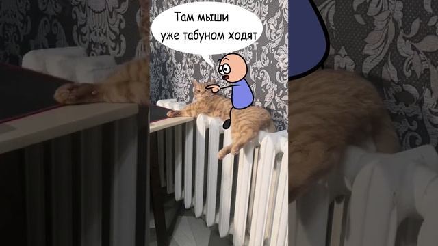 Проблемы кота
