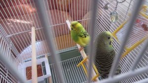 Обзор точилова для клюва волнистого попугая!