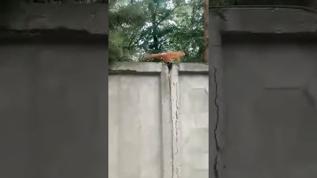 Белочка в Щурово