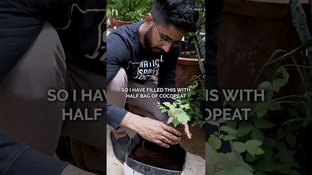 Maintenance of Indian Star Gooseberry Plant | Tutorial