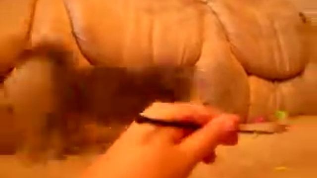 Шотландская кошечка хайленд фолд