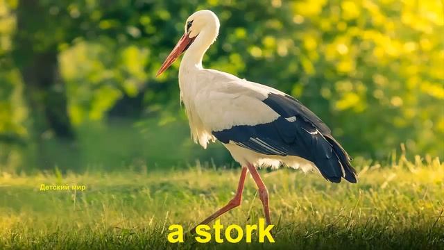 Birds in English. Learn birds.Названия птиц на английском языке. смотреть онлайн