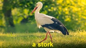 Birds in English. Learn birds.Названия птиц на английском языке.