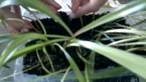 размножение лилий бульбочками