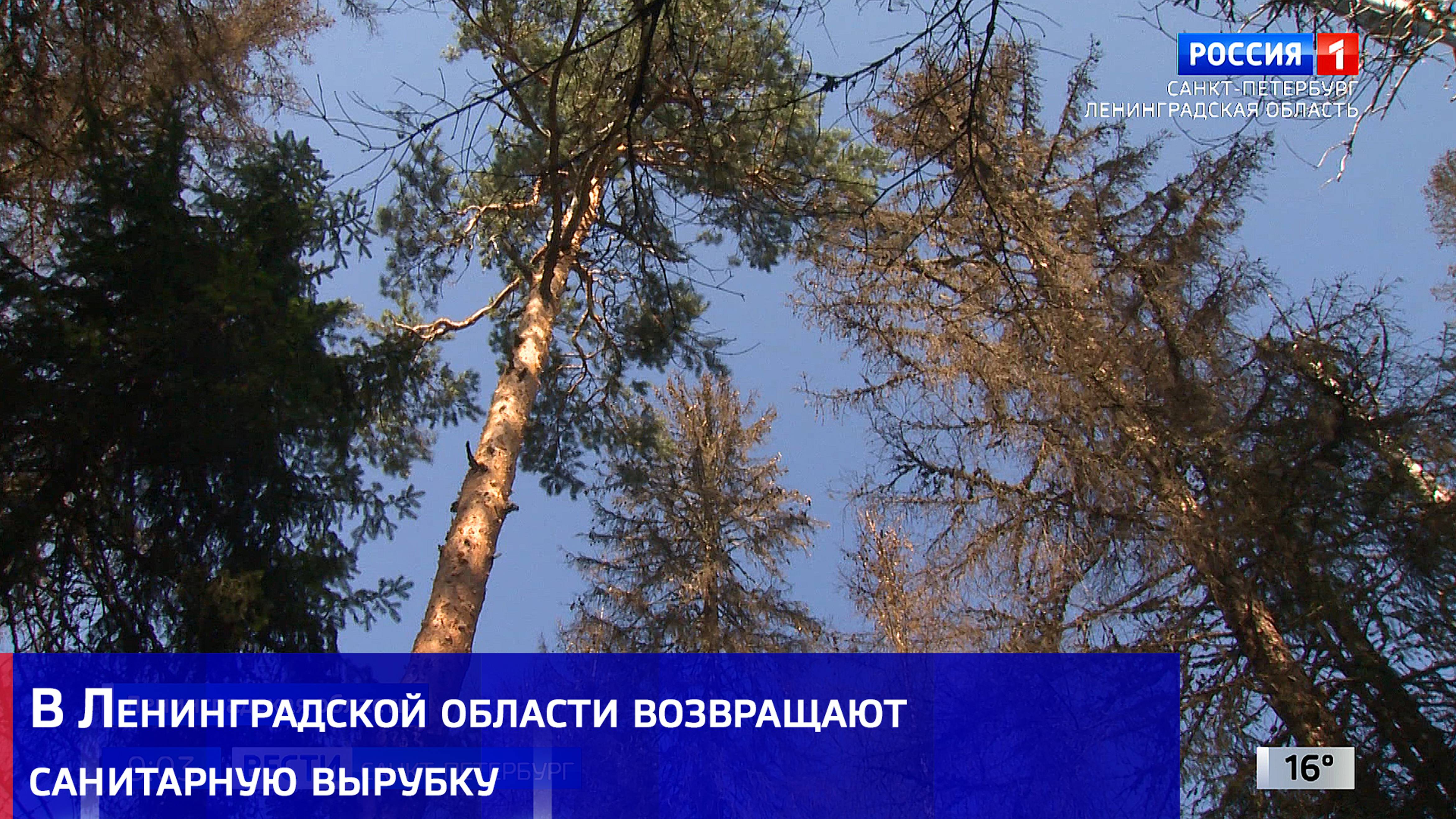 В Ленинградской области возвращают санитарную вырубку