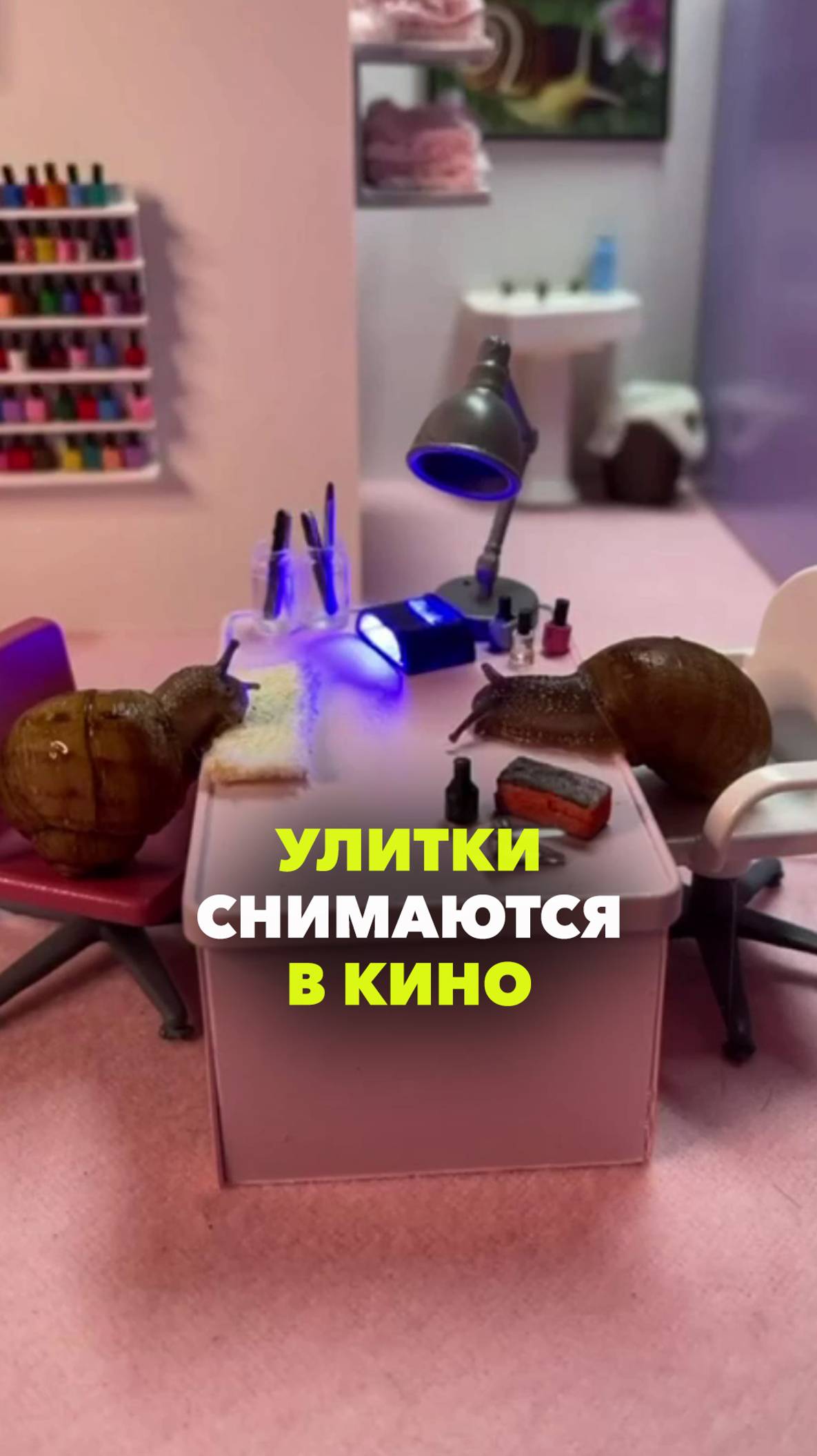 В сети завирусились минифильмы с домашними улитками