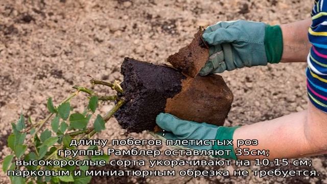 Как сажать розу смотреть онлайн